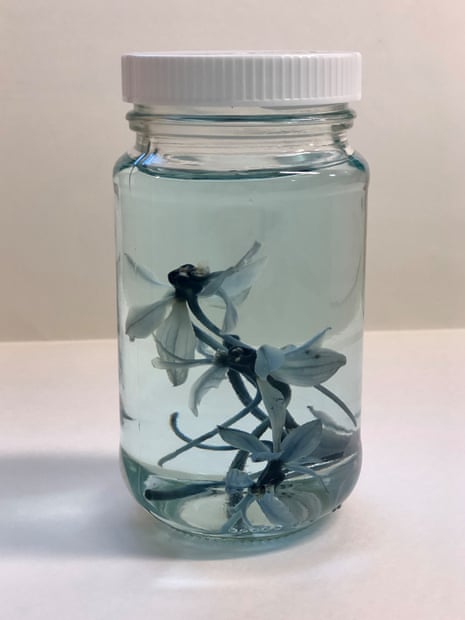 Orchid in ethanol