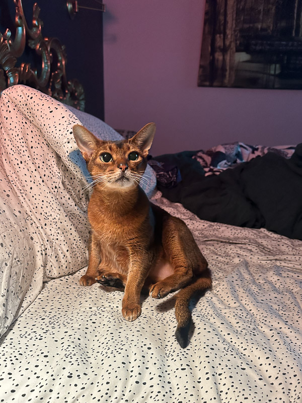 My Everyday Life Week 52 of 2024- Tracy Benjamin of Shutterbean.com