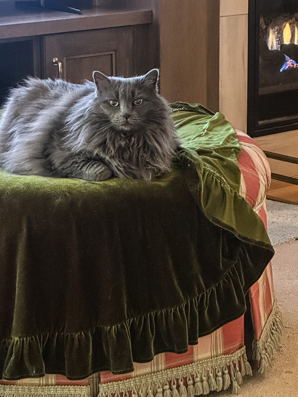 My Everyday Life Week 52 of 2024- Tracy Benjamin of Shutterbean.com